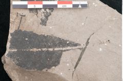 Foto (Detailansicht) von Pinus sp. (NHMW-GEO-2024-0188-8061b)